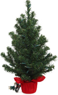2 ft Pre-Lit Northern Spruce Christmas Tree with Red Cloth Base Tabletop Décor