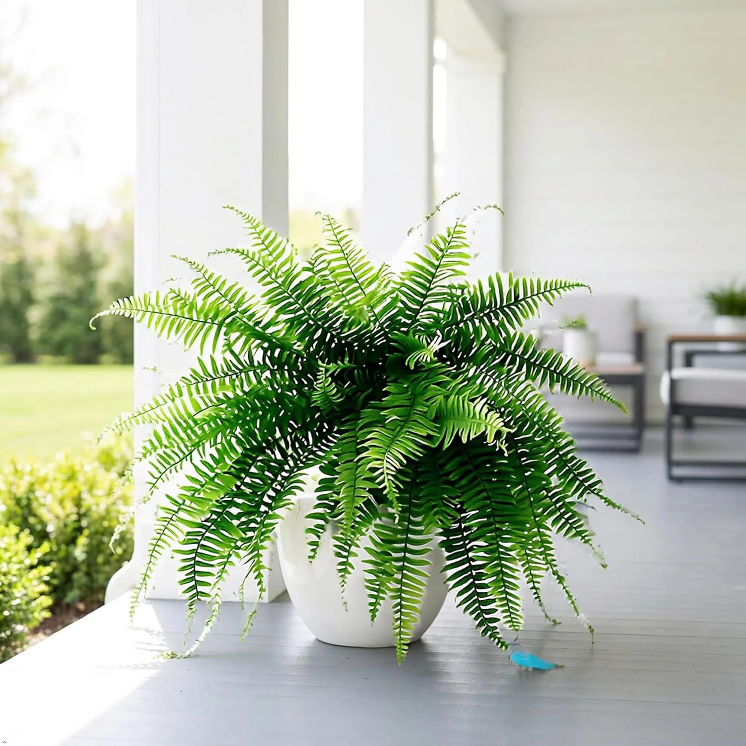 Faux Boston fern full view